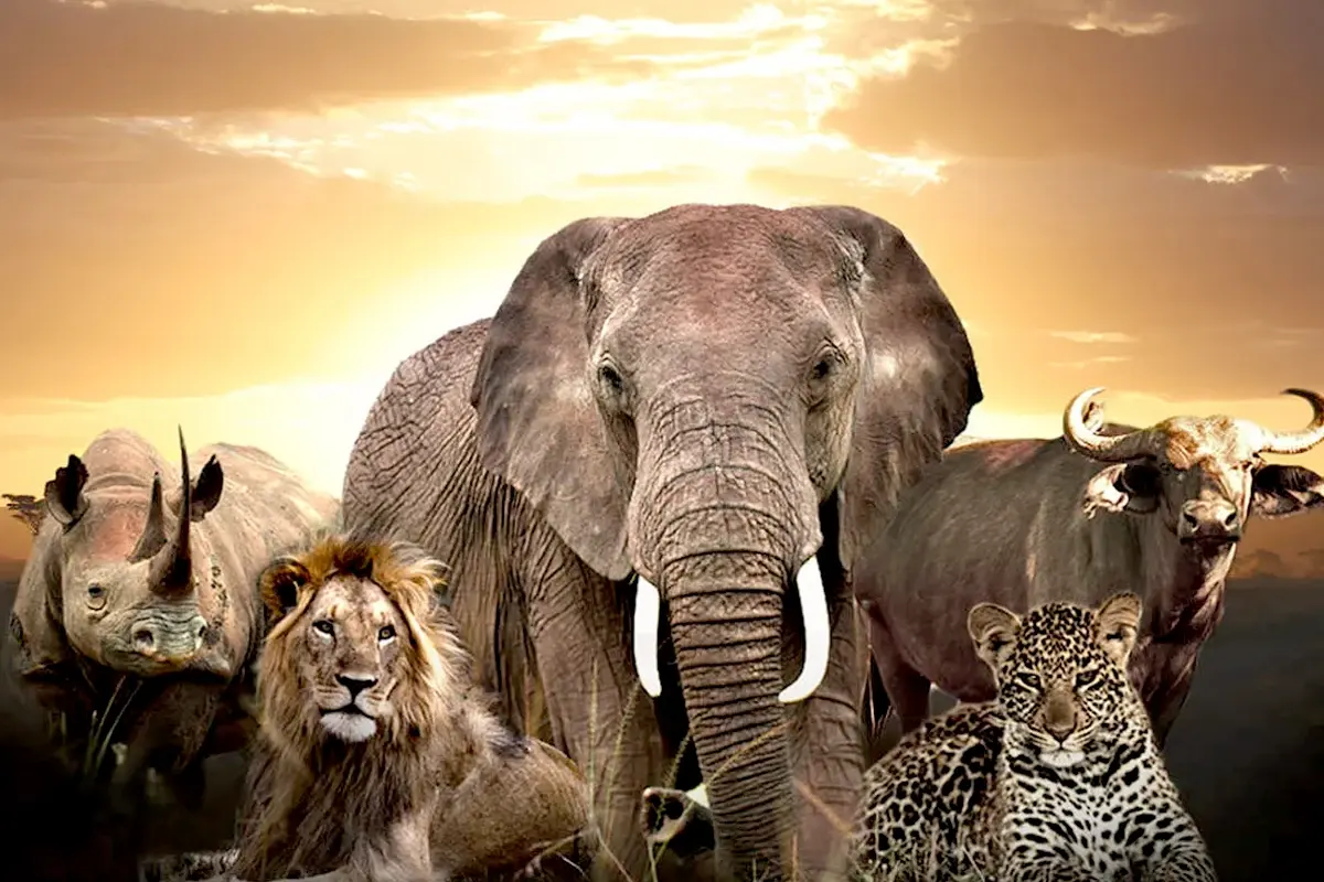 Uganda's Big Five in Murchison Falls and Queen Elizabeth national parks