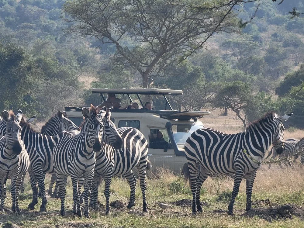 Unforgettable Safari & Gorilla Adventures