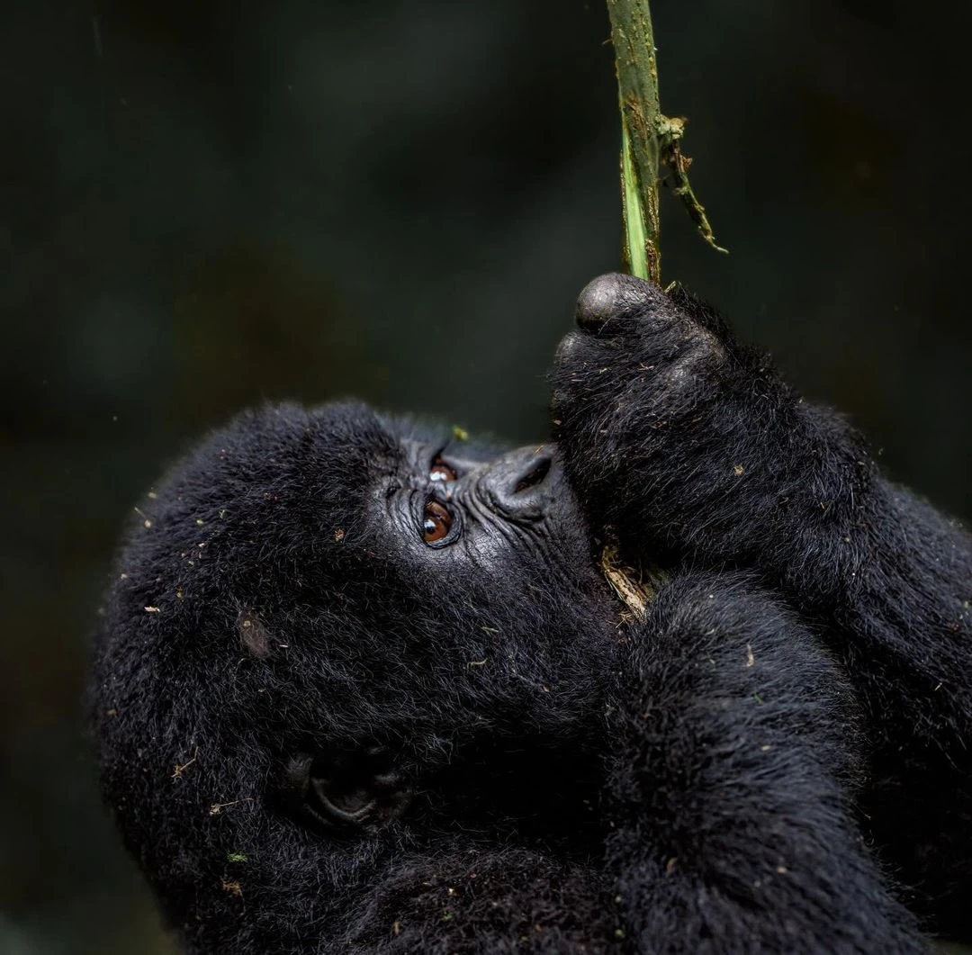 3 Day Gorilla Trekking In Uganda.