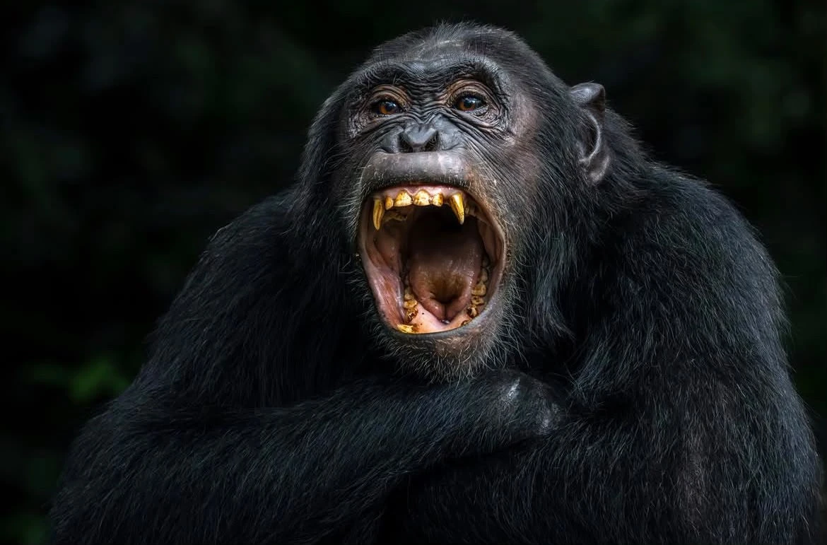 16 Day Adventure, Gorilla/Chimpanzee, Culture & Big Five/Wildlife Safari Holiday.